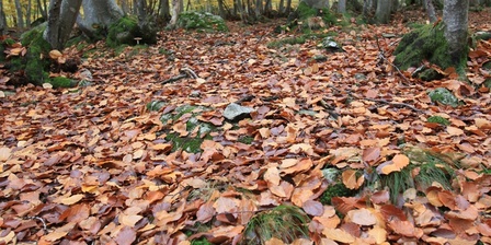 Faggeta in autunno