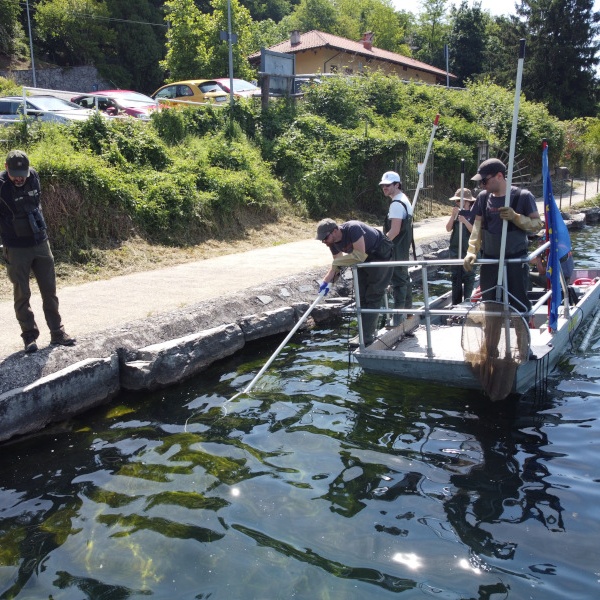 A phase of scientific fishing for catfish in Lake Grande di Avigliana.