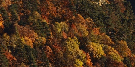 Autunno nel Gran Bosco
