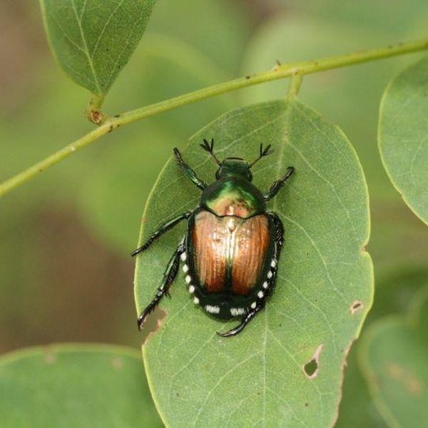 Individuo adulto di Popillia japonica