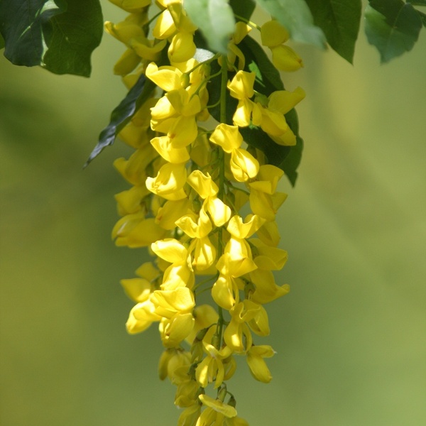 Fioritura de Muguet