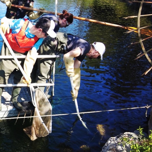 Attività di elettro\u002Dpesca sul Lago Grande di Avigliana.