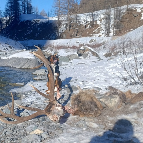 A deer carcass identified by Cherz.