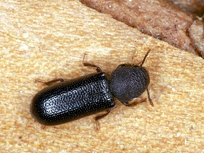 Un esemplare di Stephanopachys linearis