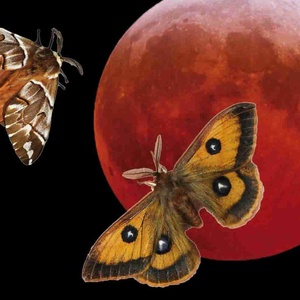 Ali di luna 2