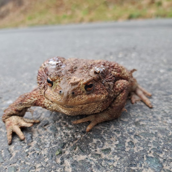 A frog crossed the road unscathed.