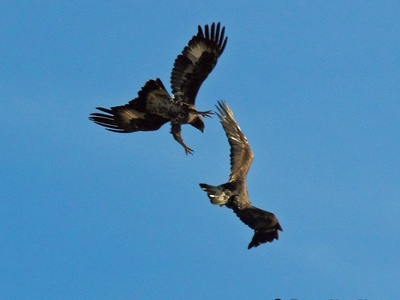 Aquila reale
