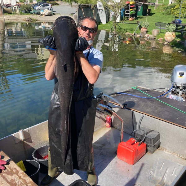 Un esemplare di pesce siluro catturato a maggio 2024 durante una sessione di pesca scientifica.
