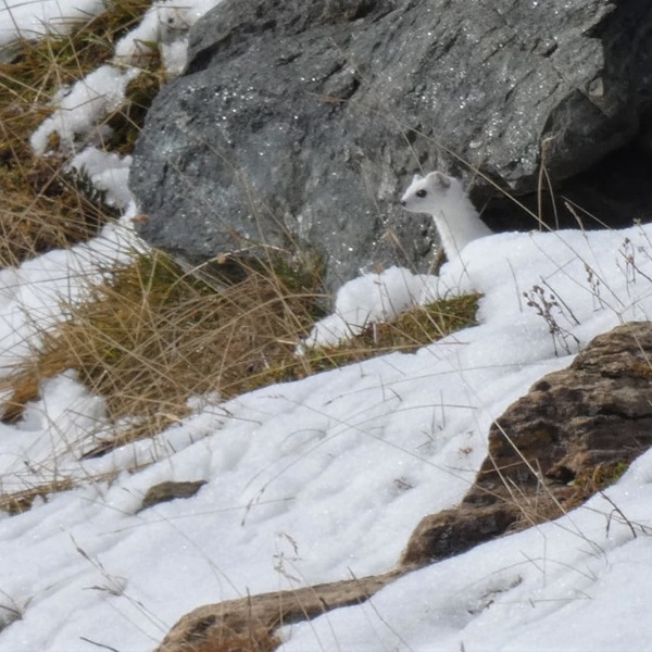 Un ermellino en manteau d\u0027hiver.