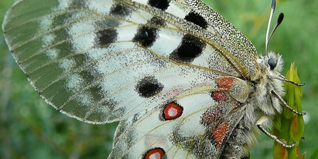 Farfalla Apollo