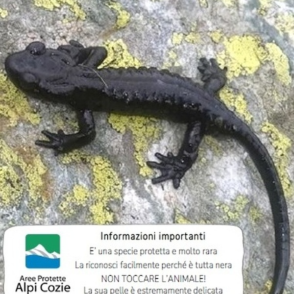 Citizen science: AAA salamandra lanzai cercasi