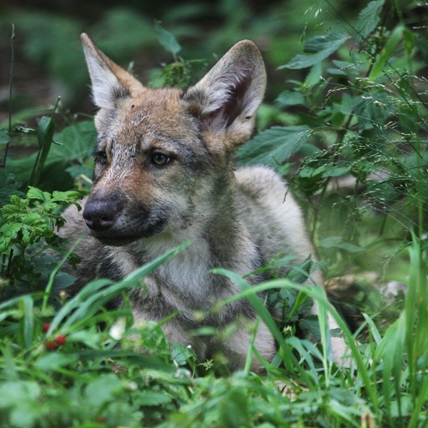 Cucciolo di lupo
