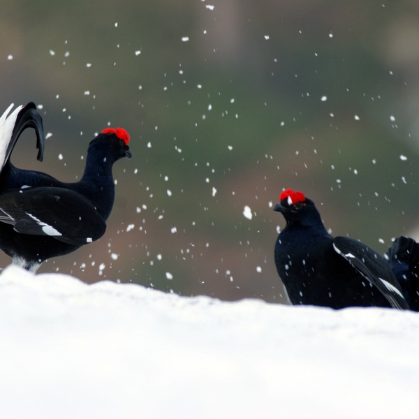 Due fagiani di monte si confrontano in un\u0027arena innevata.