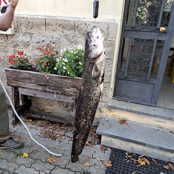 La pesa di un esemplare di pesce silluro prelevato dal Lago Piccolo durante le operazioni di pesca.