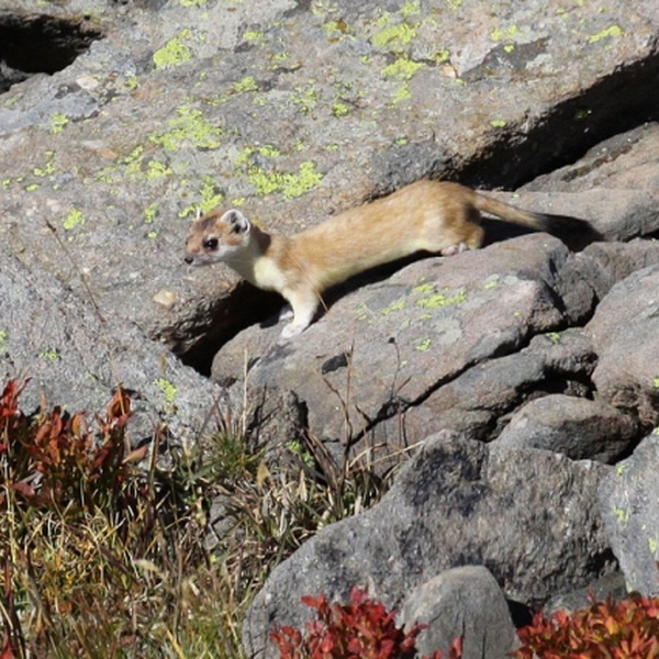 Un spécimen de hermine en phase de mue.