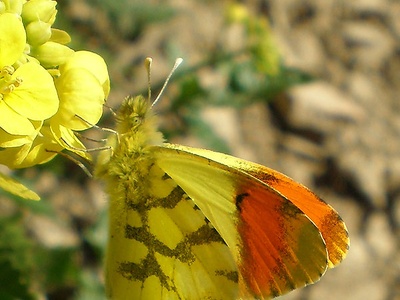 A specimen of Anthocharis euphenoides.