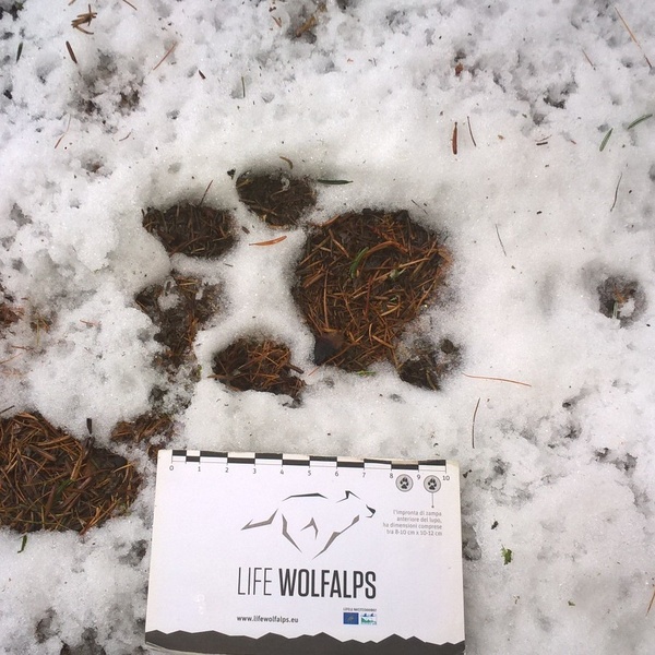 A wolf footprint identified during monitoring.