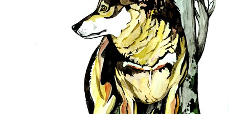 Lupo, acquerello