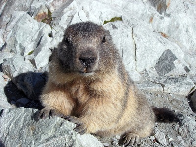 Marmotta