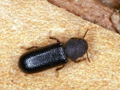 A specimen of Stephanopachys linearis