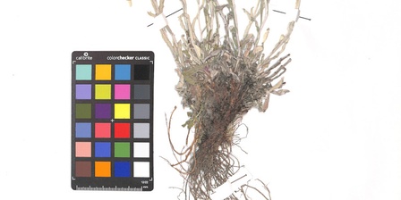 Un esemplare di Stella alpina conservato nell\u0027Herbarium Vallis Tronceae.