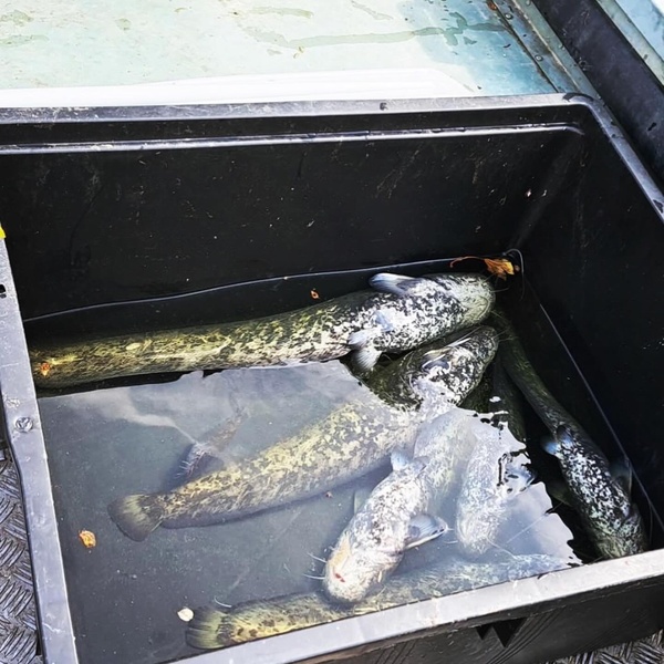 Alcuni individui di pesce siluro prelevati dal Lago Grande di Avigliana.