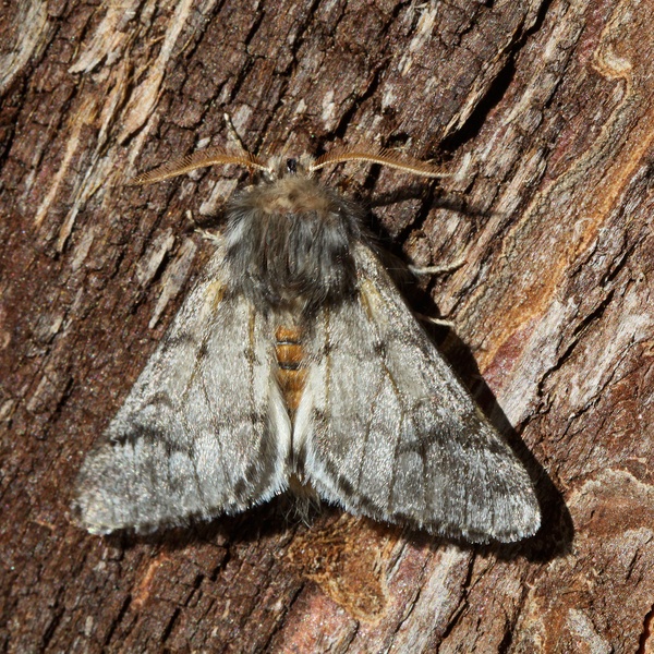 Thaumetopoea pityocampa \u002D adulto