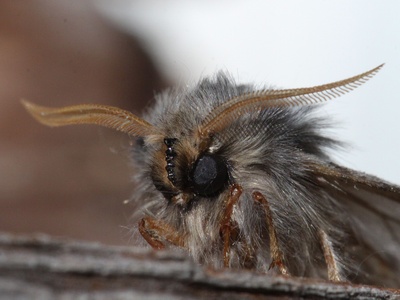 Thaumetopoea pityocampa \u002D adulto di processionaria
