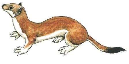 Ermellino Acquerello