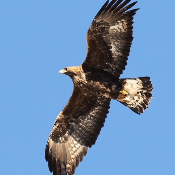 Un aigle royal plane dans le ciel de la Val di Susa.