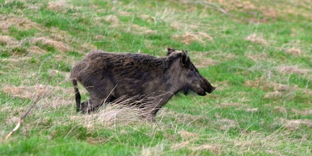 Un cinghiale nel Parco Naturale del Gran Bosco di Salbertrand