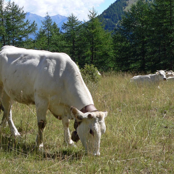 A cow grazing near the Alpe Randuin, in the Gran Bosco di Salbertrand Natural Park.
