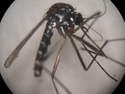 Zanzara tigre al microscopio