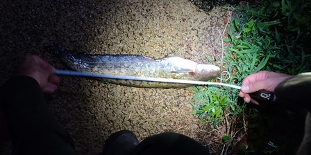Un individuo di pesce siluro pescato durante una sessione notturna.