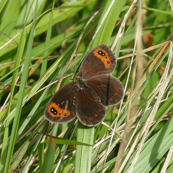 Erebia neoridas