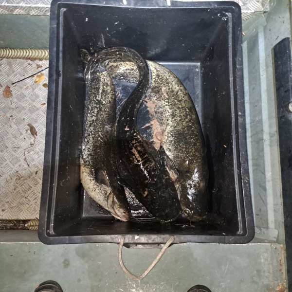 3 dei 4 pesci siluro catturati durante la sessione.