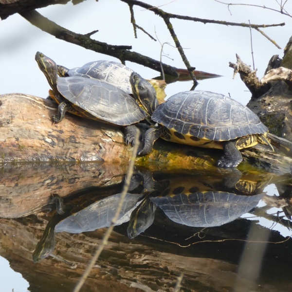 Alcuni individui di Trachemys scripta prendono il sole nei Laghi di Avigliana.
