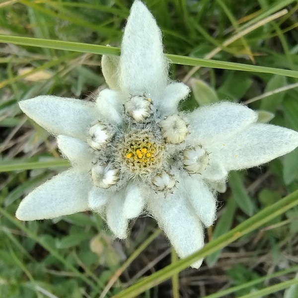 Uno splendido esemplare di stella alpina nel Parco Naturale della Val Troncea.