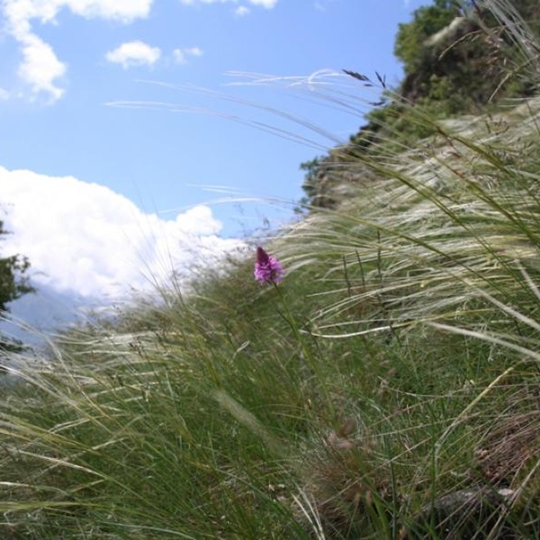 Praterie xerotermiche e orchidee
