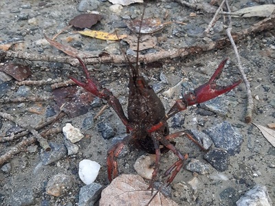 Procambarus clarkii \u002D Louisiana Crawfish