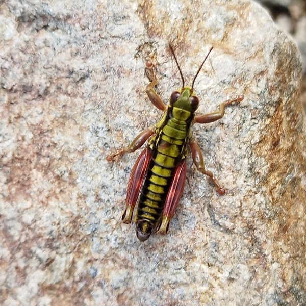 Epipodisma_pedemontana
