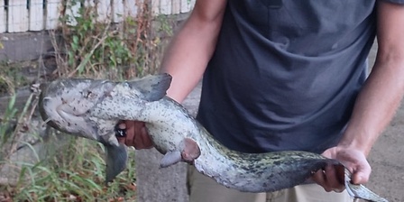 Un pescatore dilettante con un pesce siluro catturato durante le sessioni notturne organizzate dai Parchi delle Alpi Cozie.