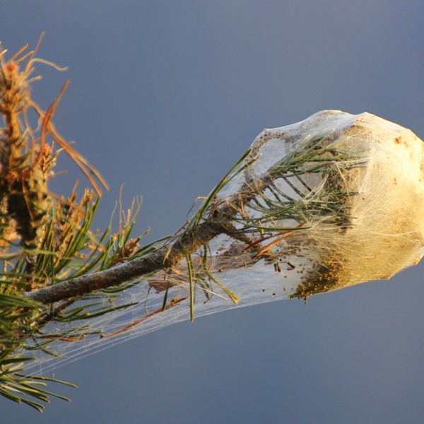 Nido di processionaria del pino