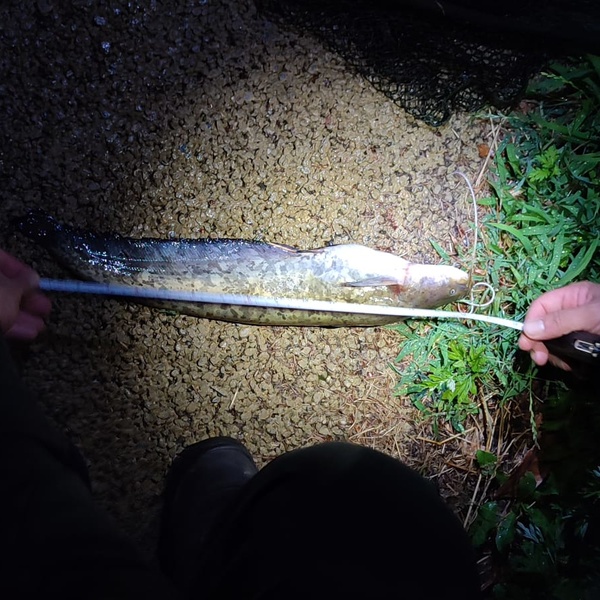 Un individuo di pesce siluro pescato durante una sessione notturna.