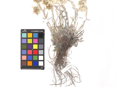 Un esemplare di Stella alpina conservato nell\u0027Herbarium Vallis Tronceae.