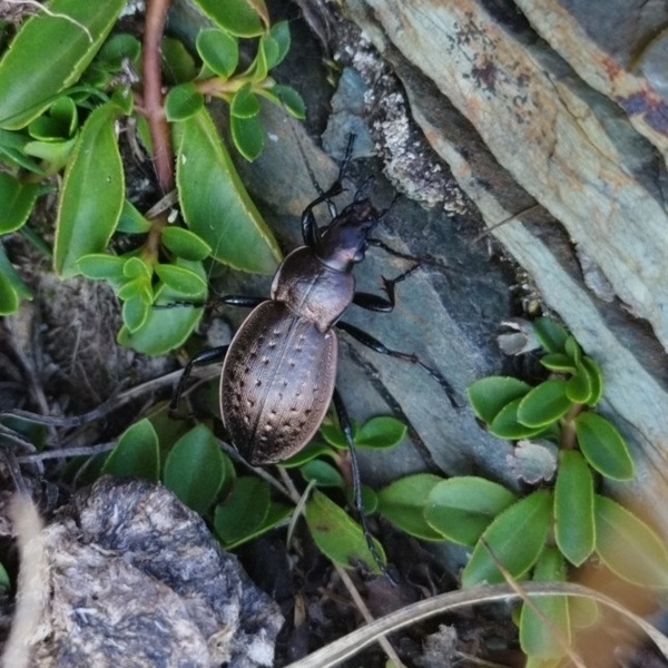 Carabus fairmairei fenestrellanus