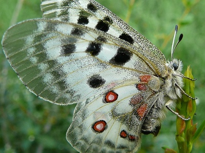 Farfalla Apollo