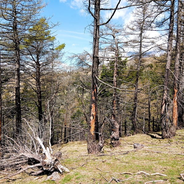 The typical habitat of Stephanopachys linearis