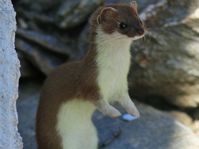 Uno splendido esemplare di ermellino