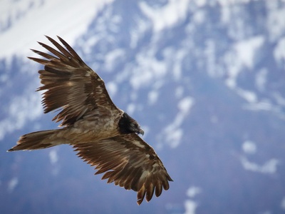 Immature bearded vulture